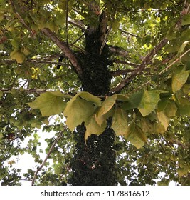 close up of a tree 
