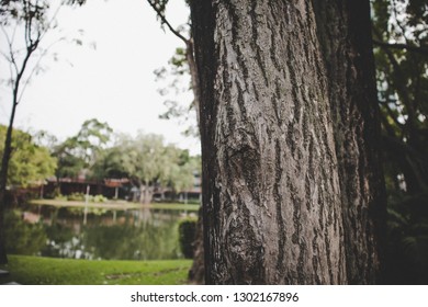 Close up tree