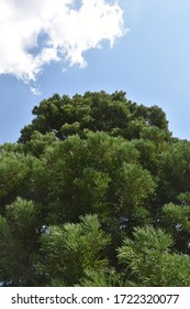 Close up of a tree