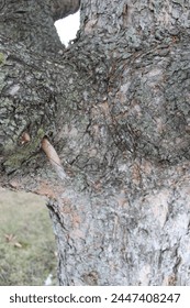 Close up of a tree