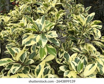 A close up of a tree