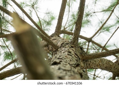 close up tree