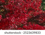 Close up of a tree with all red leaves during the fall