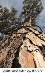 close up tree bark