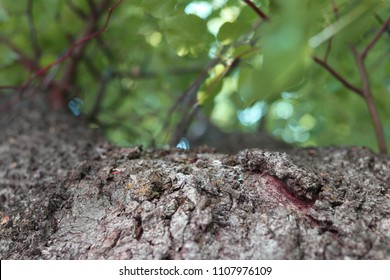 close up tree bark