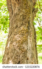 close up tree bark