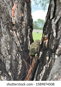 Close up of Tree Bark
