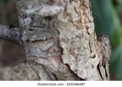a close up of tree bark