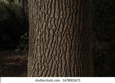 Close up of tree bark