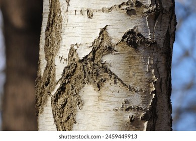 Close up of tree bark
