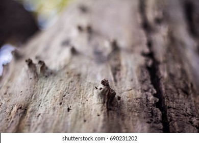 Close Up Tree Bark