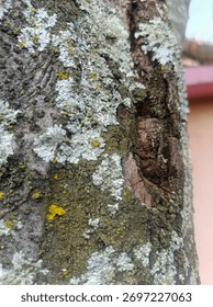 A close up of a tree bark covered in moss and lichen, showing rough texture, earthy tones, and a small hollow in the wood.