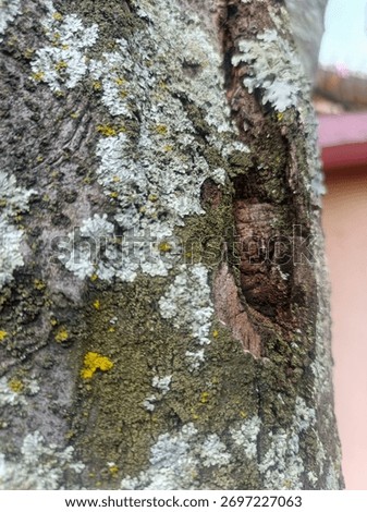 A close up of a tree bark covered in moss and lichen, showing rough texture, earthy tones, and a small hollow in the wood.