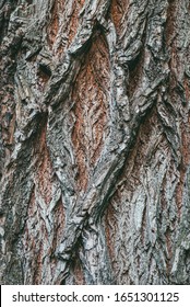 Close Up Of Tree Bark Illuminated By A Soft Sunless Sky