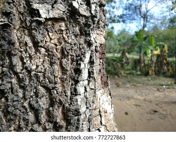 Close up tree bark pattern textured. Mobile photography.