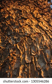Close up of tree bark at sunset.