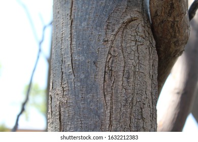Close up tree bark texture