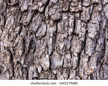 Close up of tree bark texture
