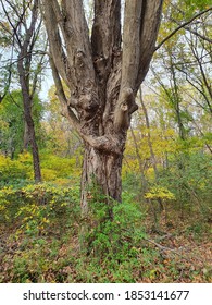 Close up tree bark texture