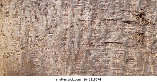 Close up Tree bark texture in brown tone. Abstract background and texture for design.