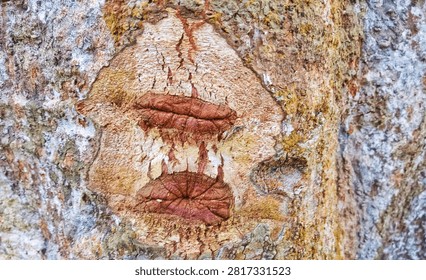 Close up of tree bark texture forming unique human lips pareidolia pattern