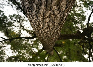 Close up of Tree Bark Texture Looking Up at Forest Canopy with a Shallow Depth of Field