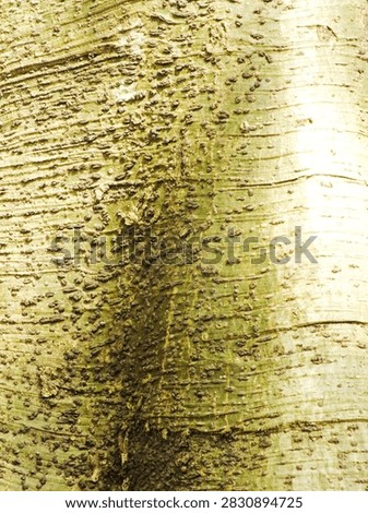 close up tree bark texture pattern with greenish brown color. natural abstract background wallpaper