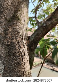 Close up of tree bark texture with red ants crawling on trunk. Natural moss and rough wood surface with blurred green background. Wildlife and nature concept.