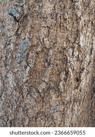 Close up tree bark texture as a wooden background - Shutterstock ID 2366659055