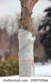 A Close Up Of A Tree In The Botanical Garden Wrapped In A Cloth To Protect It From Frost In Winter