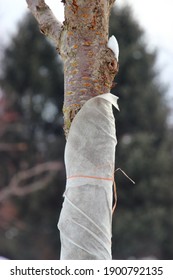 A Close Up Of A Tree In The Botanical Garden Wrapped In A Cloth To Protect It From Frost In Winter