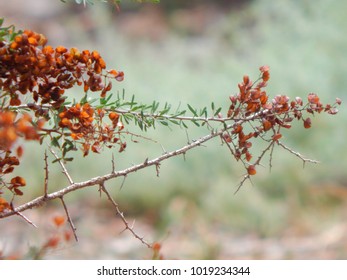 Close up of Tree Branch