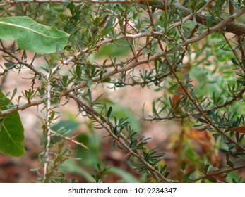 Close up of Tree Branch