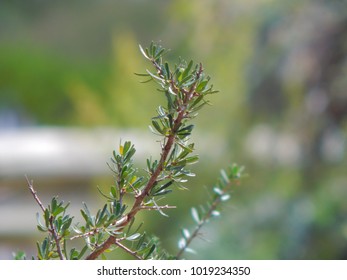 Close up of Tree Branch