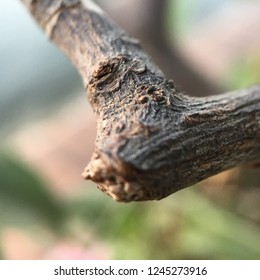 Close up tree branch