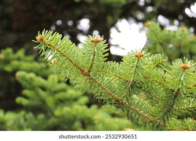 close up of tree branch