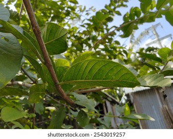 a close up of a tree branch
