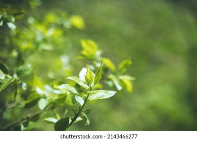 Close up of tree branch with green leaves on blurred greenery background bokeh in garden with copy space. Natural green plants landscape, ecology concept, fresh wallpaper, spring quote background
