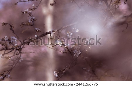 Similar – Decoration with baby’s breath and glass vase in front of pink background