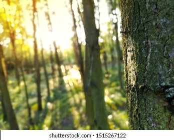 Close up of tree and branches with evening sunset. Sun rays coming through forest onto tree in the front - Shutterstock ID 1515267122