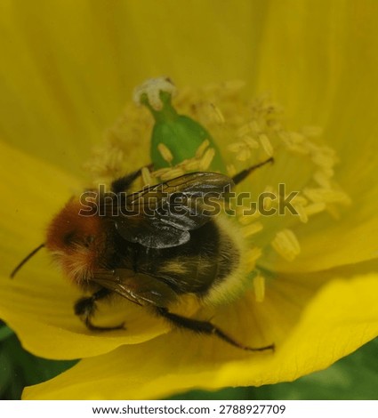 close up of a Tree Bumble Bee on a yellow Poppy flower. This bee has one malformed wing and is unable to fly. Possibly caused by the Deformed Wing Virus or in some cases the Varroa mite