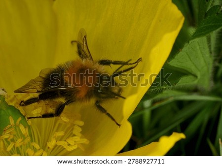 close up of a Tree Bumble Bee on a yellow Poppy flower. This bee has one malformed wing and is unable to fly. Possibly caused by the Deformed Wing Virus or in some cases the Varroa mite