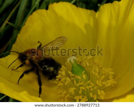 close up of a Tree Bumble Bee on a yellow Poppy flower. This bee has one malformed wing and is unable to fly. Possibly caused by the Deformed Wing Virus or in some cases the Varroa mite