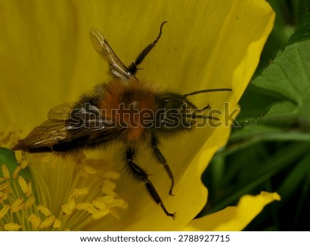 close up of a Tree Bumble Bee on a yellow Poppy flower. This bee has one malformed wing and is unable to fly. Possibly caused by the Deformed Wing Virus or in some cases the Varroa mite