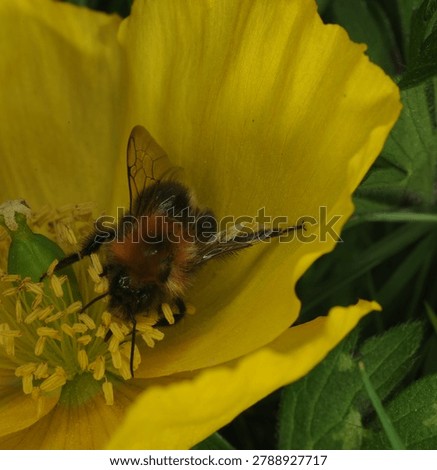 close up of a Tree Bumble Bee on a yellow Poppy flower. This bee has one malformed wing and is unable to fly. Possibly caused by the Deformed Wing Virus or in some cases the Varroa mite