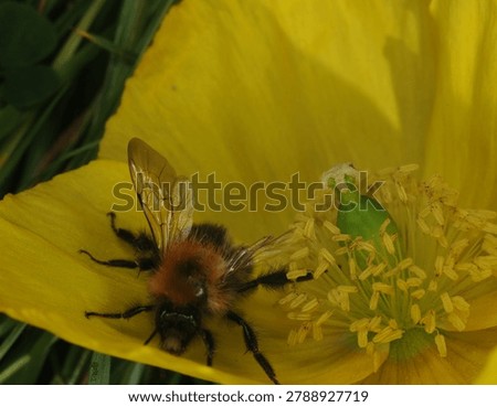 close up of a Tree Bumble Bee on a yellow Poppy flower. This bee has one malformed wing and is unable to fly. Possibly caused by the Deformed Wing Virus or in some cases the Varroa mite