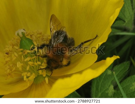 close up of a Tree Bumble Bee on a yellow Poppy flower. This bee has one malformed wing and is unable to fly. Possibly caused by the Deformed Wing Virus or in some cases the Varroa mite