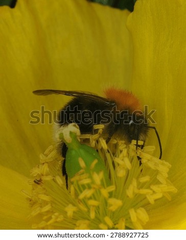 close up of a Tree Bumble Bee on a yellow Poppy flower. This bee has one malformed wing and is unable to fly. Possibly caused by the Deformed Wing Virus or in some cases the Varroa mite