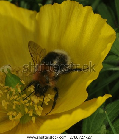 close up of a Tree Bumble Bee on a yellow Poppy flower. This bee has one malformed wing and is unable to fly. Possibly caused by the Deformed Wing Virus or in some cases the Varroa mite