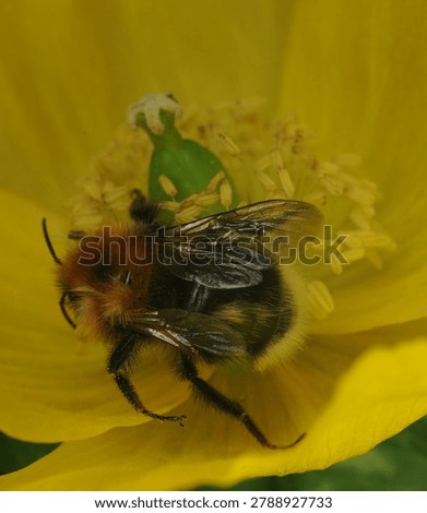 close up of a Tree Bumble Bee on a yellow Poppy flower. This bee has one malformed wing and is unable to fly. Possibly caused by the Deformed Wing Virus or in some cases the Varroa mite